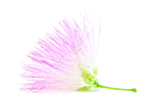 ectaa-website-flower